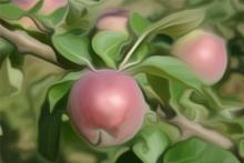 oil painting of apples